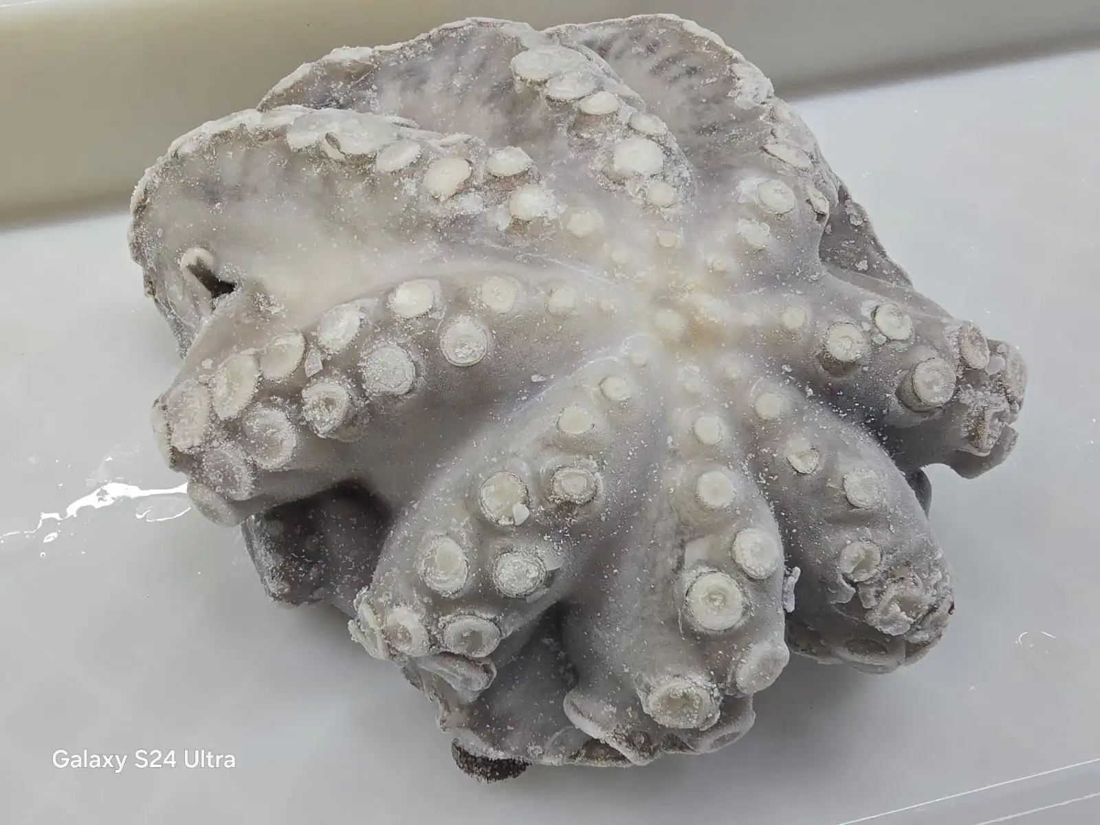 Blanched Octopus Tentacles Wholesale Indonesia